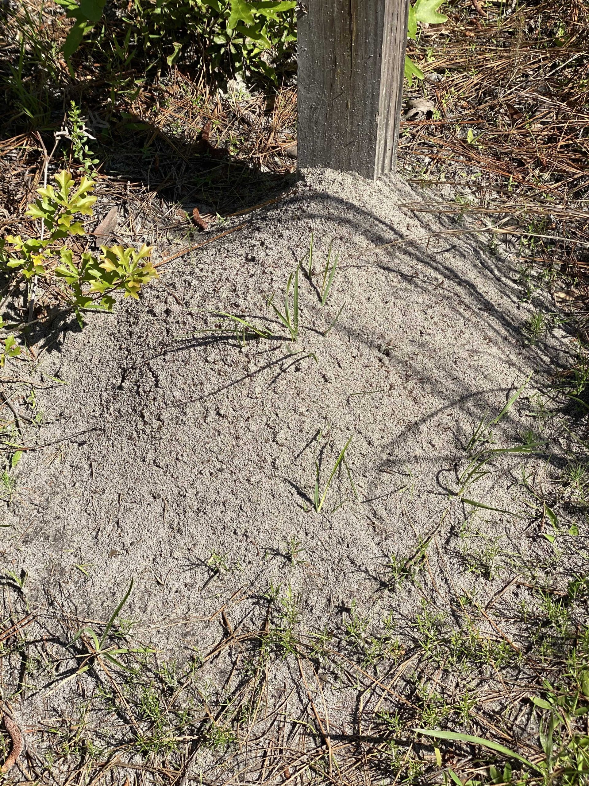fire ant mound in CSRA fire ant control Stokes Mosquito and Outdoor Pest Service Augusta GA
