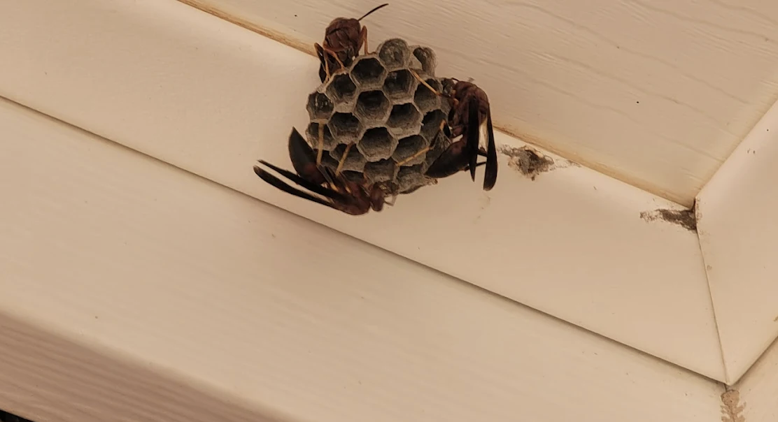 wasp nest