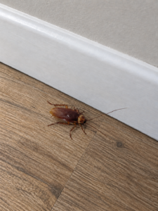 Palmetto bug on floor